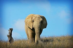 3 elephants flying to California in move 2 years in making, costs that could total $1 million | iNFOnews.ca CP19442279