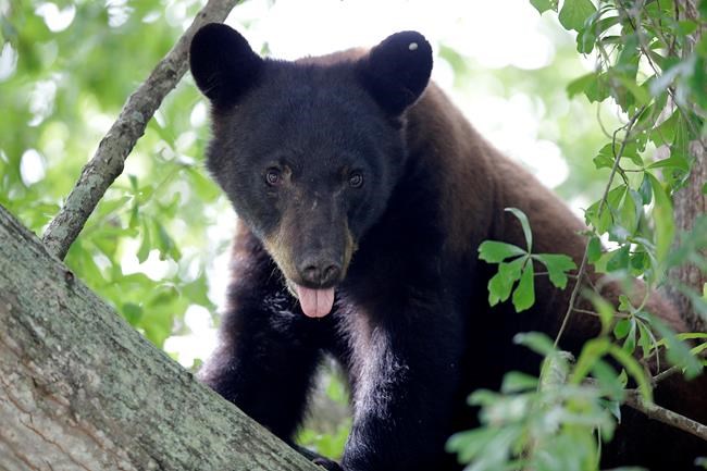 Lawsuit to protect real-life ‘teddy bears’ tossed by judge | iNFOnews.ca Lawsuit to protect real-life ‘teddy bears’ tossed by judge | iNFOnews.ca
