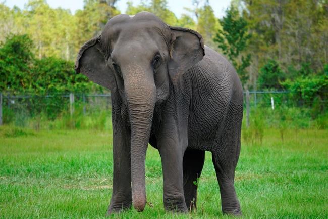 Florida wildlife refuge to take 30 former circus elephants | iNFOnews.ca