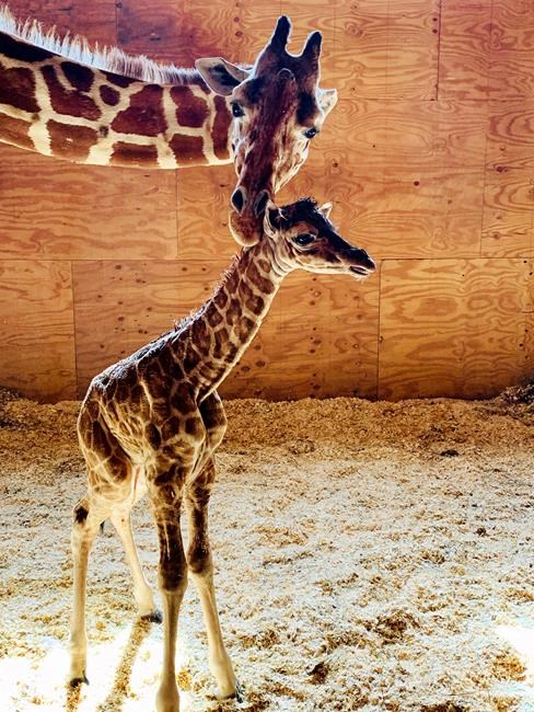 No more babies: April the Giraffe is going on birth control | iNFOnews.ca No more babies: April the Giraffe is going on birth control | iNFOnews.ca
