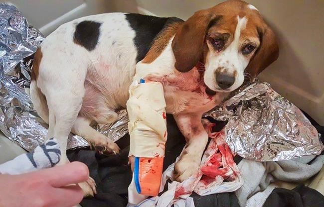 Trucker saves dogs thrown from vehicle on New York highway | iNFOnews.ca