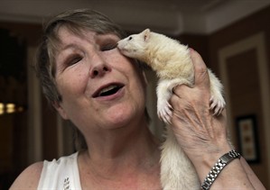 Banned for years, ferrets may wriggle into New York City's list of permitted pets | iNFOnews.ca CP32224939