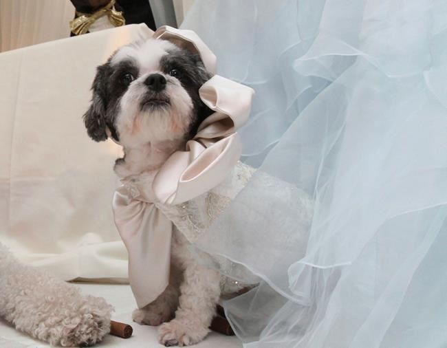 Dog 'bride' in 'Most Expensive Pet Wedding' dies at 13 | iNFOnews.ca Dog 'bride' in 'Most Expensive Pet Wedding' dies at 13 | iNFOnews.ca