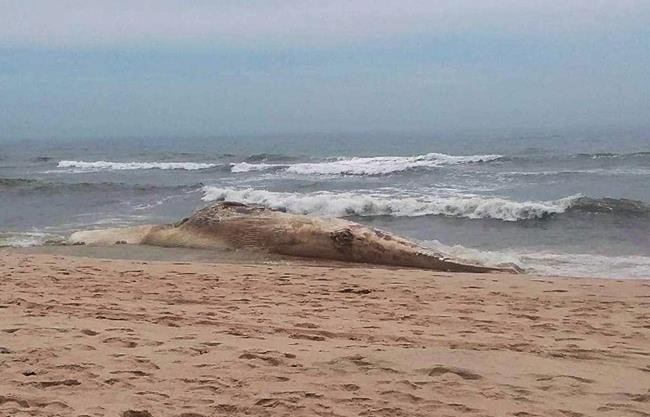 Female fin whale found dead, decomposed on Long Island beach | iNFOnews.ca Female fin whale found dead, decomposed on Long Island beach | iNFOnews.ca