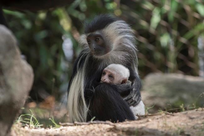Cute, fit and popular: Angolan colobus monkey born at NY zoo | iNFOnews.ca