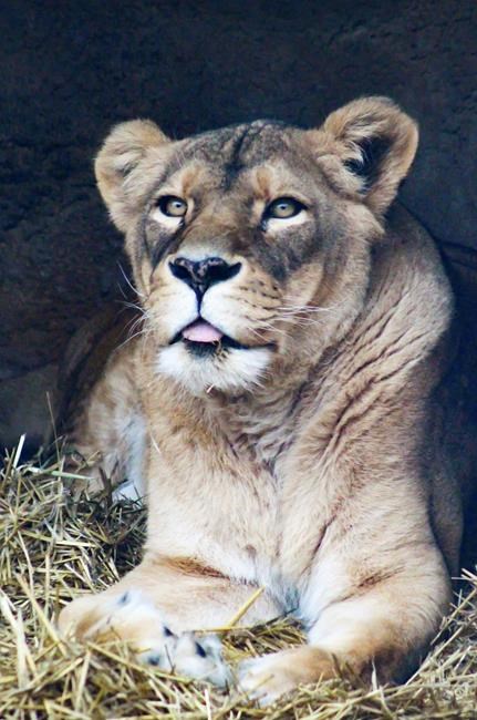 Zoo's African lioness, last of triplets, dies at age 17 | iNFOnews.ca