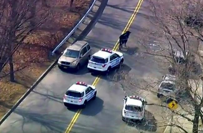 Bull that led police chase after slaughterhouse escape dies | iNFOnews.ca