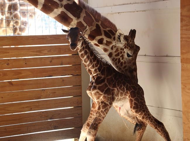 He's how tall? Birth stats out for April the giraffe's calf | iNFOnews.ca
