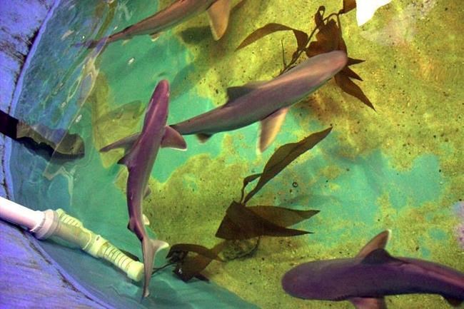 7 live sharks, 3 dead ones found in home's basement pool | iNFOnews.ca