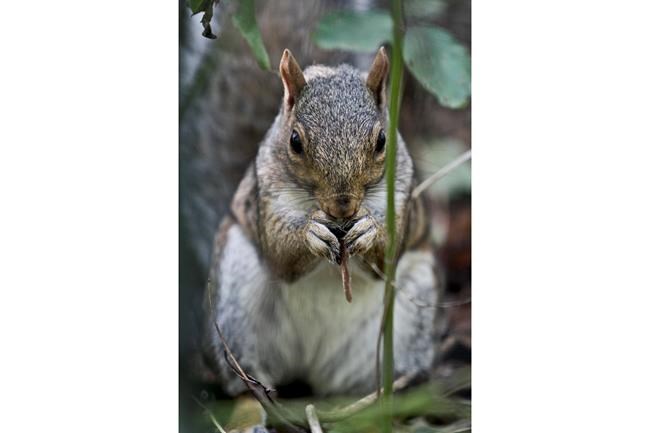 How many squirrels in Central Park? Count aims to find out | iNFOnews.ca