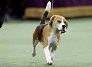 Labs extend record stretch as America's No. 1 dog, but bulldogs breeds are making waves | iNFOnews.ca CP32059038