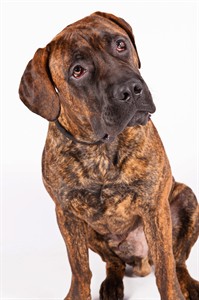 American Kennel Club adds 4 new breeds; they'll be eligible for Westminster dog show in 2016 | iNFOnews.ca American Kennel Club adds 4 new breeds; they'll be eligible for Westminster dog show in 2016 | iNFOnews.ca