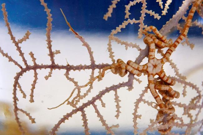 Plan would protect 21 coral hot spots in Gulf of Mexico | iNFOnews.ca