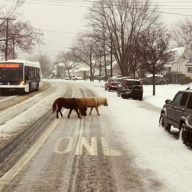 NY Little Pony: City police wrangle tiny horses in the snow | iNFOnews.ca
