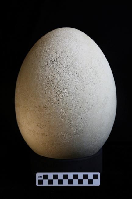 Museum realizes collection's rare elephant bird egg is real | iNFOnews.ca