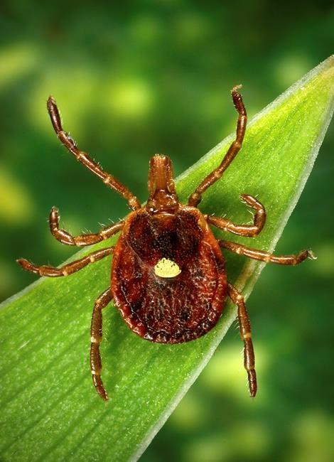 Science Says: Too early for forecast on Lyme disease ticks | iNFOnews.ca