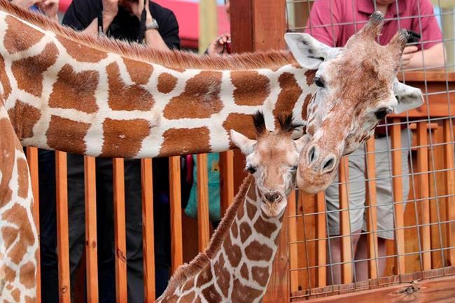 April the Giraffe's son will move from NY to North Carolina | iNFOnews.ca April the Giraffe's son will move from NY to North Carolina | iNFOnews.ca