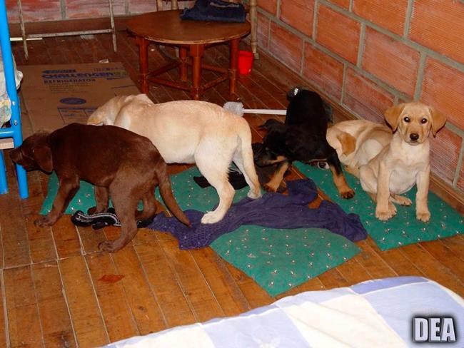US: Vet implanted heroin in puppies for Colombia drug ring | iNFOnews.ca