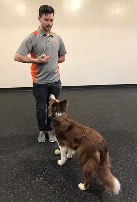 Sit. Study. Fetch a bachelor's degree in dog training. | iNFOnews.ca