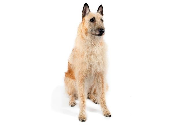 American Kennel Club adds a breed, with dog shows in flux | iNFOnews.ca