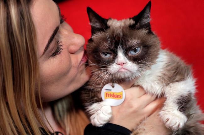 Grumpy Cat counts down to the new year with top pet peeves | iNFOnews.ca Grumpy Cat counts down to the new year with top pet peeves | iNFOnews.ca