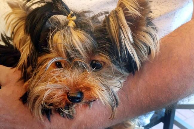 Yorkie's death at airport facility fuels legal fight | iNFOnews.ca Yorkie's death at airport facility fuels legal fight | iNFOnews.ca