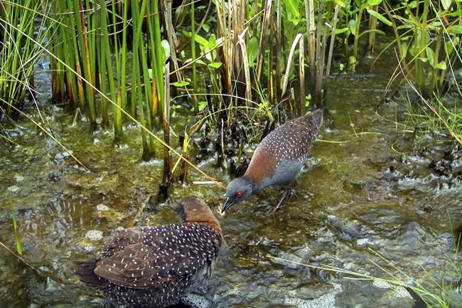 Elusive eastern black rail threatened by rising sea levels | iNFOnews.ca