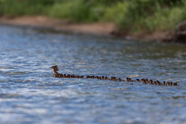 Dozens of ducklings: Minnesota photographer gets rare shot | iNFOnews.ca CP684642816