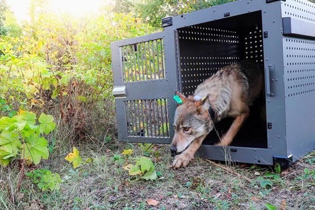 Wolf taken to Isle Royale last fall returns to mainland | iNFOnews.ca