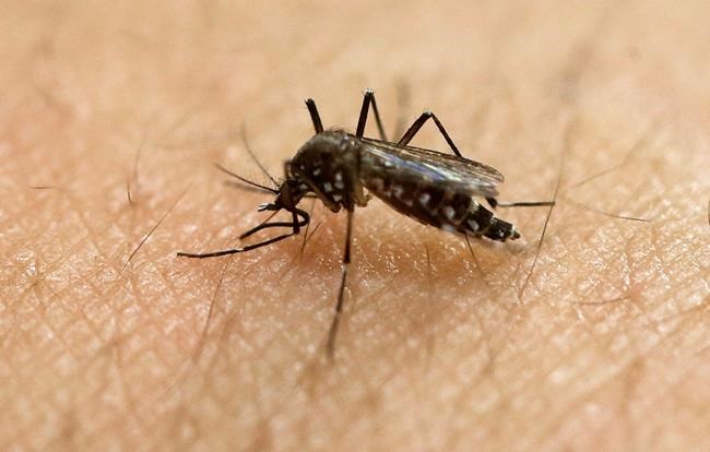 Zika mosquito: thrives in hot weather, hard to wipe out | iNFOnews.ca