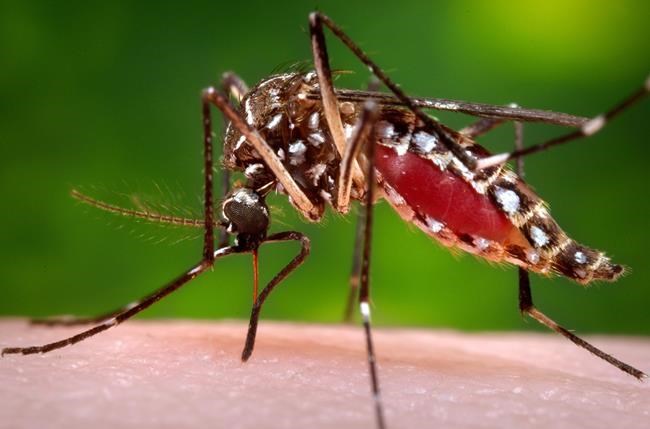 USVI steps up fight against mosquitoes amid Zika outbreak | iNFOnews.ca USVI steps up fight against mosquitoes amid Zika outbreak | iNFOnews.ca
