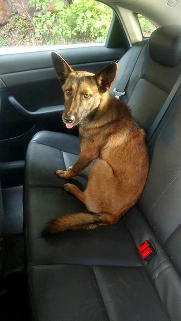 Police: Dog on highway didn't want to leave dead dog's side | iNFOnews.ca Police: Dog on highway didn't want to leave dead dog's side | iNFOnews.ca