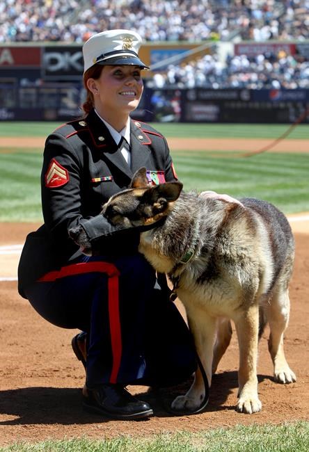 Honors for Iraq vet, K-9 portrayed in film 'Megan Leavey' | iNFOnews.ca Honors for Iraq vet, K-9 portrayed in film 'Megan Leavey' | iNFOnews.ca