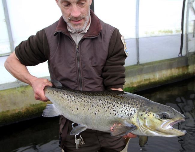 Conservationists: Imperiled Atlantic salmon decline worsens | iNFOnews.ca