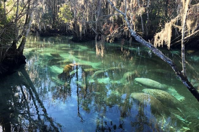 Report: Cold snap killed 35 manatees in Florida in January | iNFOnews.ca