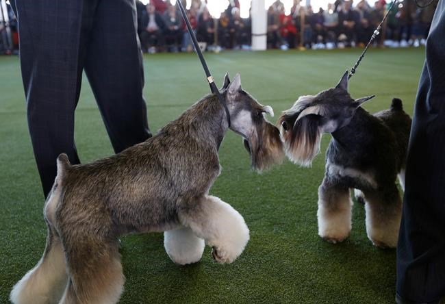 Westminster show dogs have some unusual food faves | iNFOnews.ca Westminster show dogs have some unusual food faves | iNFOnews.ca