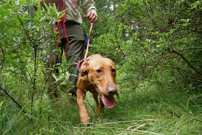Wags and weeds: Invasive plants meet match in detection dogs | iNFOnews.ca
