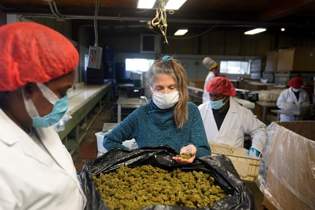 Swap the crop? New York hemp farmers eager to grow marijuana | iNFOnews.ca