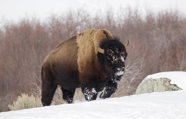 Hundreds of Yellowstone bison to be culled this winter | iNFOnews.ca