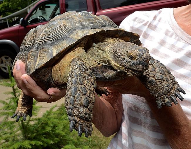 Ohio woman reunited with lost tortoise after two-week search | iNFOnews.ca