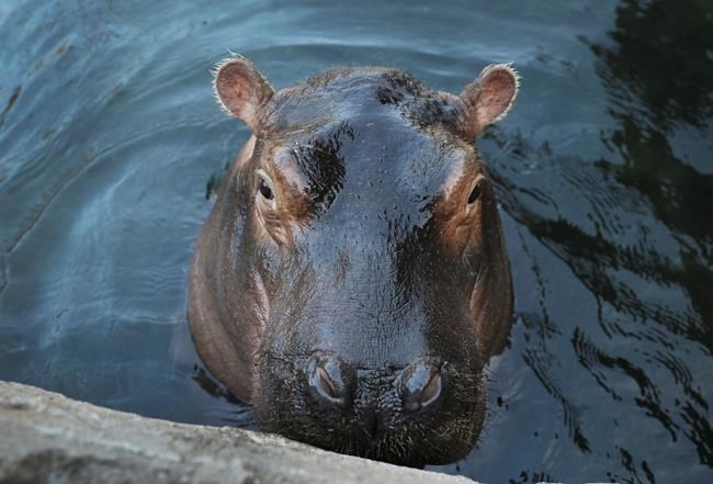 Merchandise featuring Fiona the hippo brings in big bucks | iNFOnews.ca