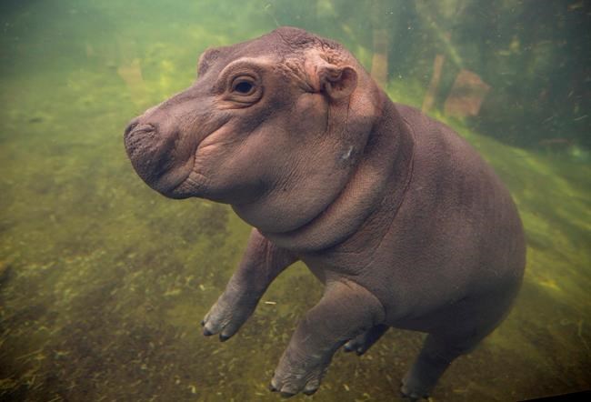 Cincinnati Zoo's premature hippo Fiona hits big milestone | iNFOnews.ca
