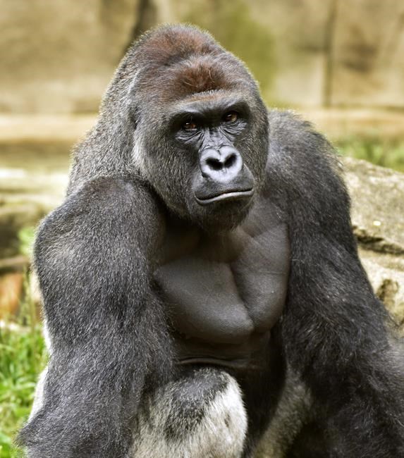 Zoo to re-open gorilla exhibit with higher barrier | iNFOnews.ca