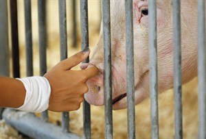 CDC: 145 cases of new strain of swine flu that spreads from pigs to people | iNFOnews.ca CP19728873