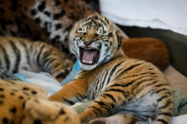 Zoo's tiger cub has neck problem, is treated by chiropractor | iNFOnews.ca Zoo's tiger cub has neck problem, is treated by chiropractor | iNFOnews.ca
