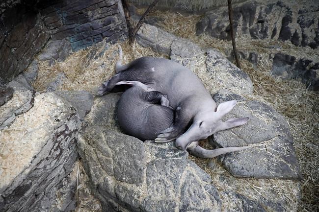 Zoo's aardvark contributes to national animal milk research | iNFOnews.ca Zoo's aardvark contributes to national animal milk research | iNFOnews.ca