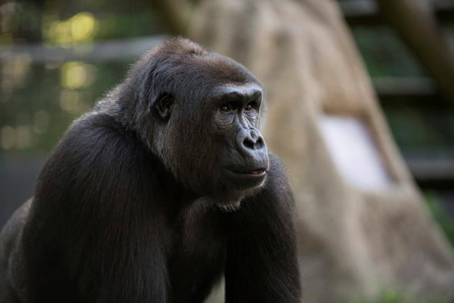 Zoo hopes news gorillas will form 'troop' as in the wild | iNFOnews.ca Zoo hopes news gorillas will form 'troop' as in the wild | iNFOnews.ca