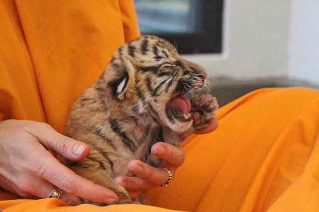 Zoo staff feeding, warming 3 newborn Malayan tigers | iNFOnews.ca