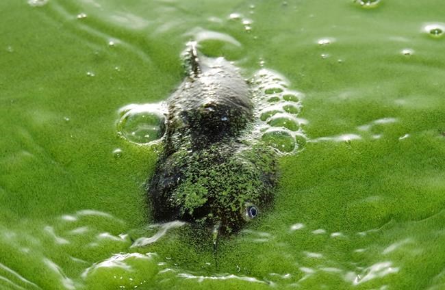 Algae on river flowing into Lake Erie prompts warning | iNFOnews.ca