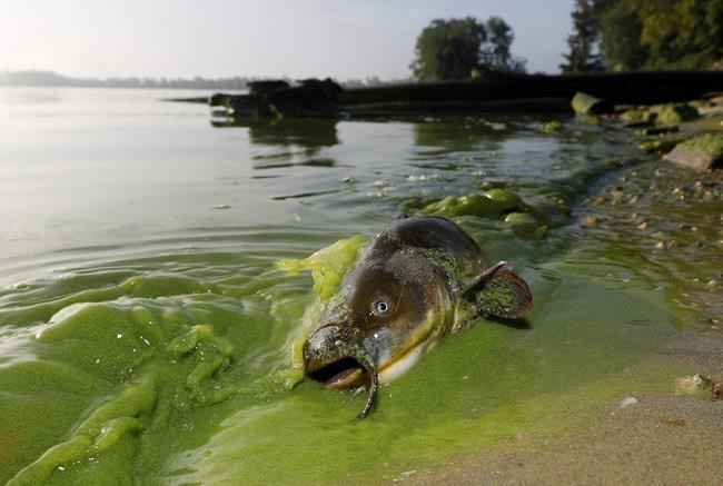 Moderate algae bloom forecast for Lake Erie this summer | iNFOnews.ca Moderate algae bloom forecast for Lake Erie this summer | iNFOnews.ca